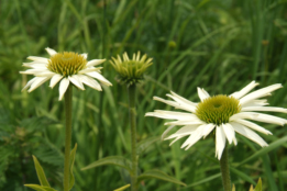 Echinacea purpurea 'Alba'Zonnehoed bestellen